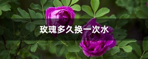 玫瑰花多久澆一次水